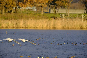 Swans in Uwasekigata, 28/11/2021C
