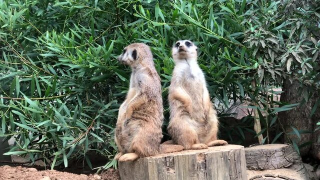4K HD of two meerkats sitting on a log standing watch looking around for danger. Green bushes in background.
