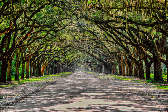 View Down Oak Tree Avenue in Wormsloe Plantation