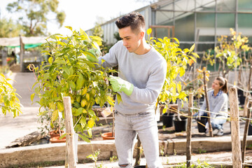 Two workers look after fruit tree seedlings in orangery. High quality photo