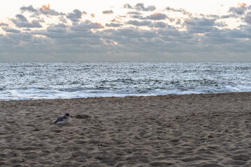 Seagull standing on the beach at sunrise