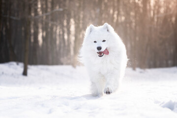 Pies rasy samojed biegnie po śniegu  - obrazy, fototapety, plakaty