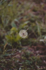 dandelion flower in the garden