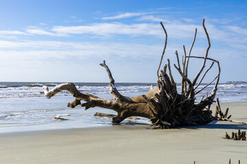 Large driftwood tree and root ball at the edge of the ocean surf, South Carolina coast in the early morning, horizontal aspect