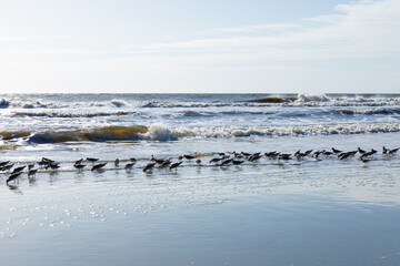 Variety of sea birds in the edge of the ocean surf, early morning on the coast of South Carolina, horizontal aspect