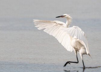 Reddish Egret in white morph