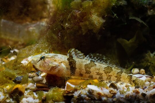 wild tubenose goby in camouflage coloring, active gobiidae, young adult of dwarf saltwater species rest on gravel bottom in Black Sea marine biotope aquarium