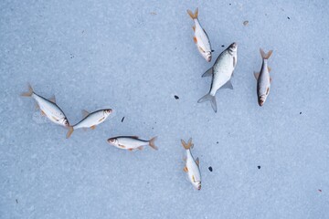juvenile common roach and bream as ice fishing trophy on surface of a frozen river, popular...