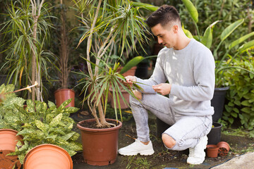 Young amateur gardener checking leaves of Dracaena marginata grown in pot in own greenhouse