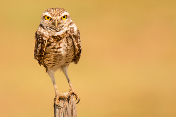 Burrowing Owl on a fence post