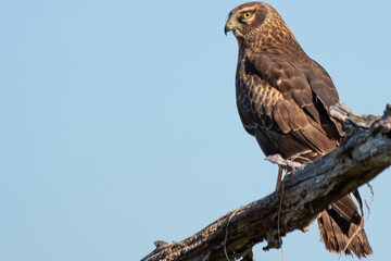 Juvenile Northern Harrier