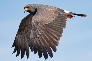 Endangered male Snail Kite