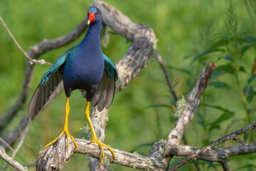 Purple Galinule