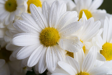 White chrysanthemum flower with dew drops
