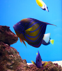 Beautiful striped fish. The beauty of the underwater world. - 472125203
