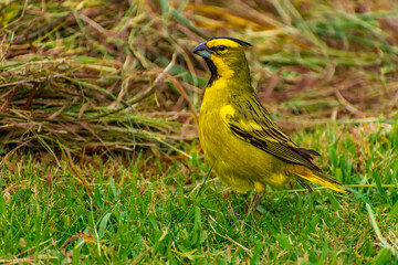 Cardenal Amarillo