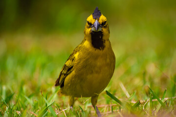 Cardenal Amarillo