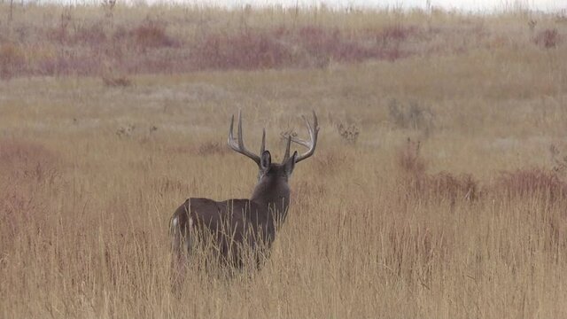 Whitetail Deer Buck During the Fall Rut in Colorado