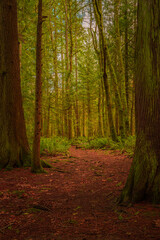 2021-11-29 HIKING TRAIL WITH LUSH EVERGREENS AND A FERNS ON COUGAR MOUNTIAN IN ISSAQUAH WASHINGTON