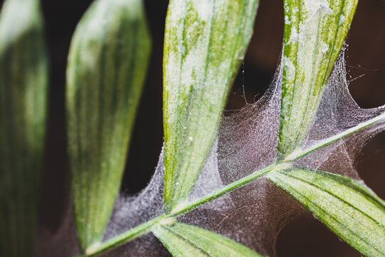 close-up of tropical plant with spider mites and webs coverint its leaves shot outdoor in sunny backyard