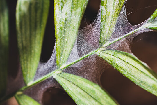 close-up of tropical plant with spider mites and webs coverint its leaves shot outdoor in sunny backyard