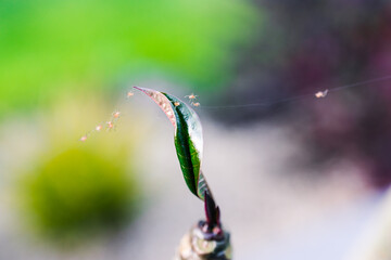 close-up of tropical plant with spider mites and webs coverint its leaves shot outdoor in sunny backyard