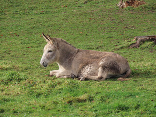 Naklejka na ściany i meble Grey donkey laying relaxed in green meadow