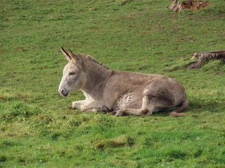Tuinposter Grey donkey laying relaxed in green meadow © Ilona Lablaika