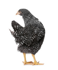 Beautiful chicken on white background. Domestic animal