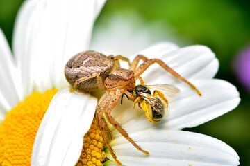 A spider that caught a wasp