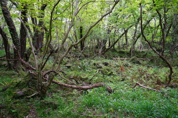 a spring forest with old trees and vines