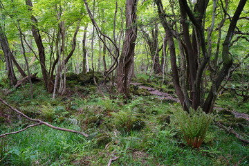 a spring forest with old trees and vines