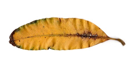 autumn leaf isolated on white background