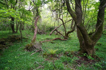 a spring forest with old trees and vines