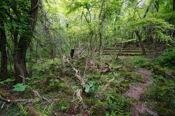 a spring forest with old trees and vines