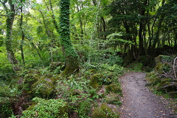 old trees and mossy rocks in the deep forest