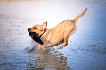 Pies wskakujący do wody - obrazy, fototapety, plakaty