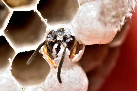 Emerged wasp 