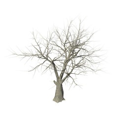 A withered tree without foliage. On white background. 3d rendering. Isometric