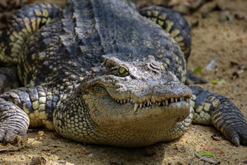 The thai crocodile rest on the garden