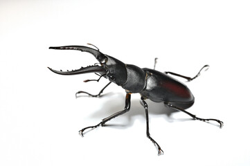 Stag beetle.  Prosopocoilus inclinatus