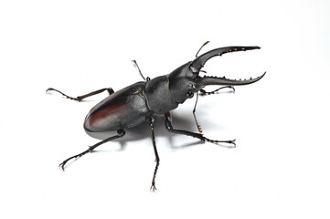 Stag beetle isolated on white background