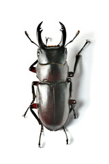 Stag beetle.　　