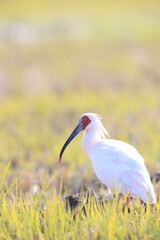 Japanese crested ibis (Nipponia nippon) at Sado island, Japan