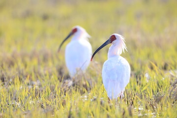 Japanese crested ibis (Nipponia nippon) at Sado island, Japan