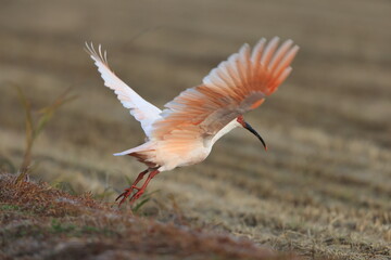 Japanese crested ibis (Nipponia nippon) at Sado island, Japan