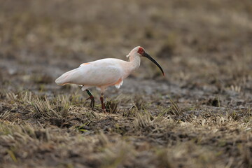 Obraz premium Japanese crested ibis (Nipponia nippon) at Sado island, Japan