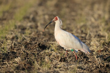 Japanese crested ibis (Nipponia nippon) at Sado island, Japan