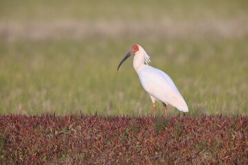 Japanese crested ibis (Nipponia nippon) at Sado island, Japan