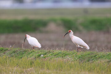 Japanese crested ibis (Nipponia nippon) at Sado island, Japan